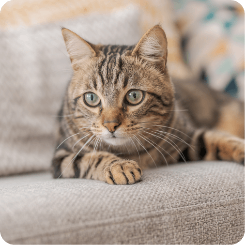 Cat lying on a couch