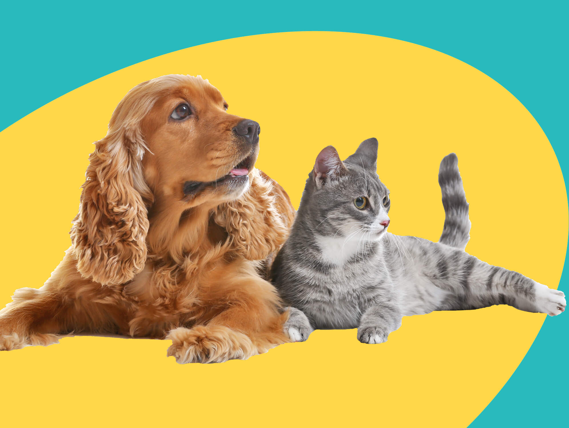 Dog and Cat lying next to each other