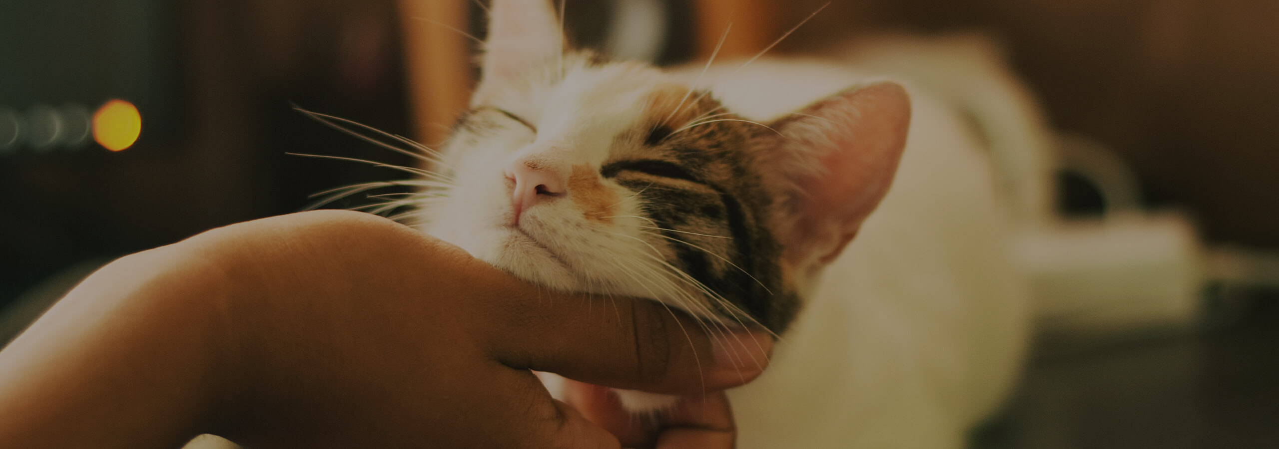 How To Keep An Indoor Cat Happy IGA Family Program