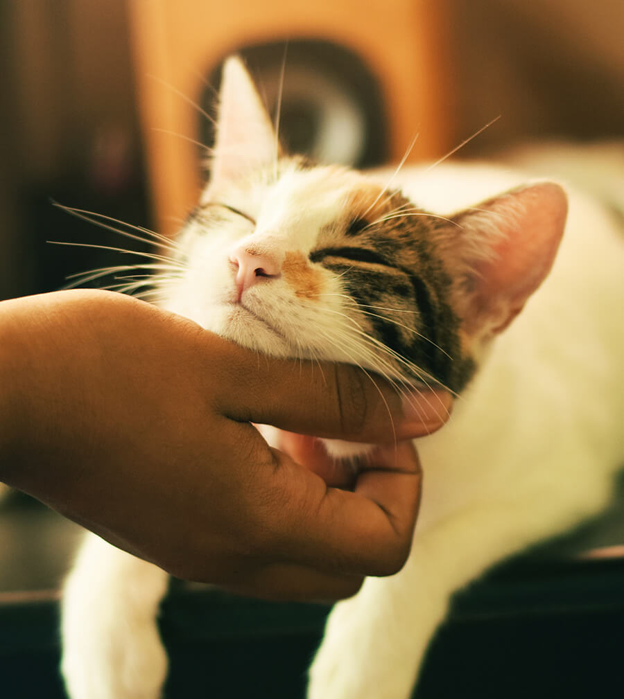 How to keep an indoor cat happy IGA Family Program